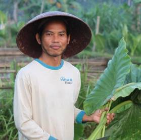Pak Budi